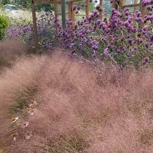 Native Plants, Native Grasses, Georgia Native Grasses, Georgia Native Ornamental Grasses