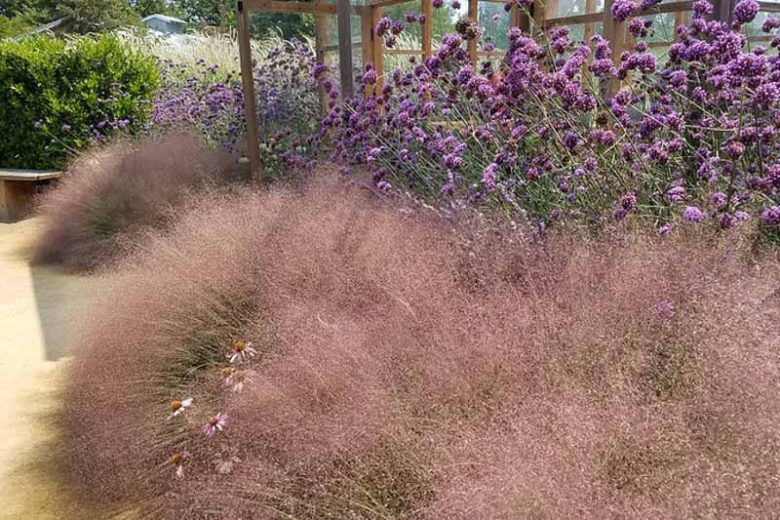 Native Plants, Native Grasses, Georgia Native Grasses, Georgia Native Ornamental Grasses