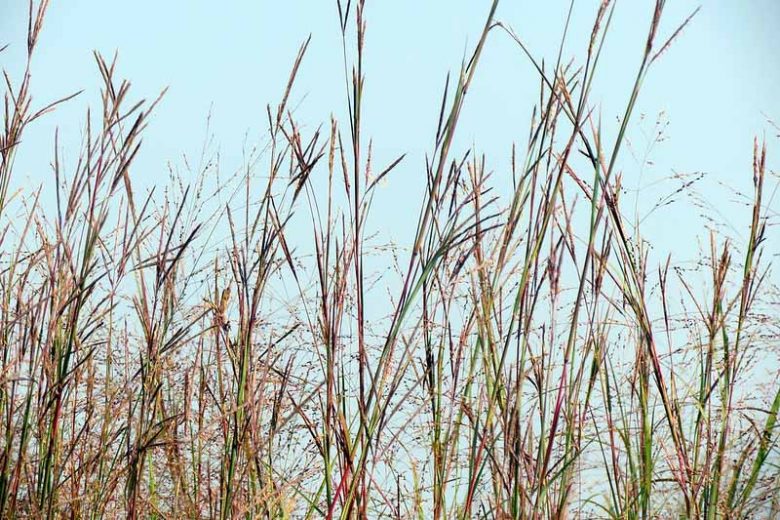 Native Plants, Native Grasses, South Carolina Native Grasses, South Carolina Native Ornamental Grasses