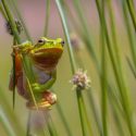 Native Plants, Native Perennials, Native Grasses, Virginia Native Plant, Virginia Native Perennials, Virginia Native Grasses