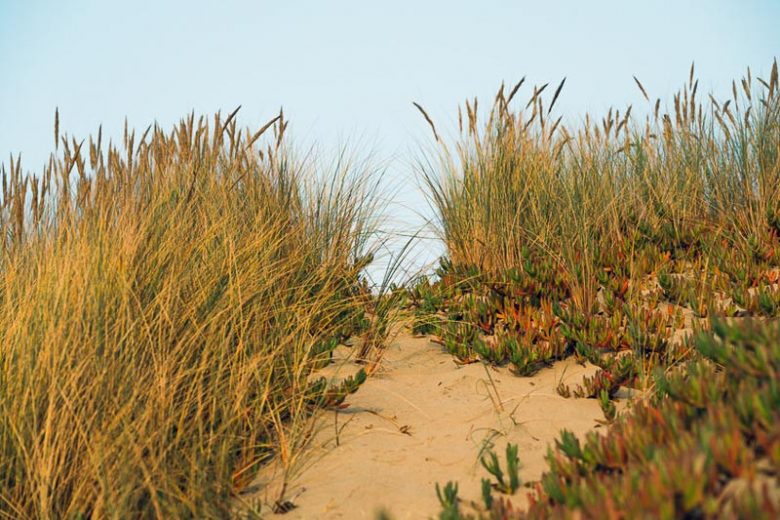 Native Plants, Native Grasses, California Native Plant, California Native Grasses