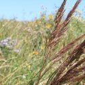 Native Plants, Native Perennials, Native Grasses, Virginia Native Plant, Virginia Native Perennials, Virginia Native Grasses, Sun Perennials, Sun Grasses