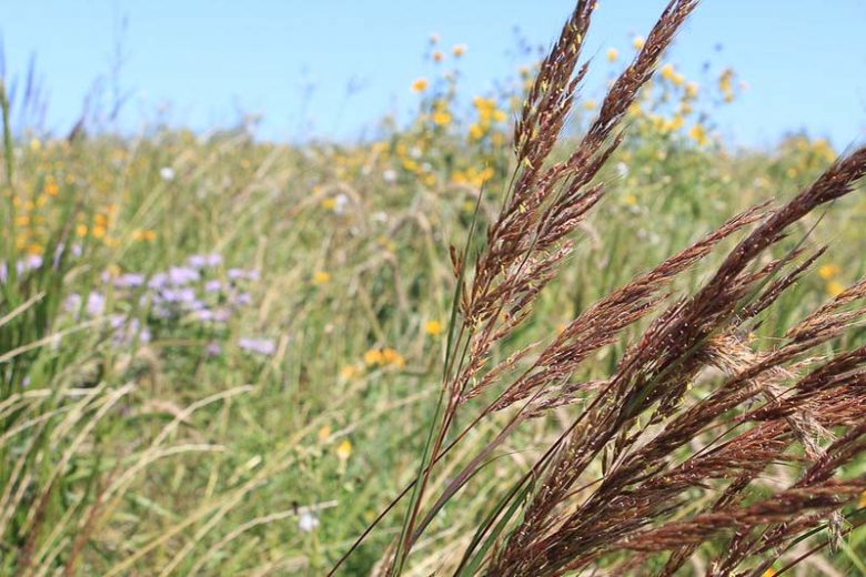 Native Plants, Native Perennials, Native Grasses, Virginia Native Plant, Virginia Native Perennials, Virginia Native Grasses, Sun Perennials, Sun Grasses