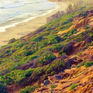 Native Plants, Native Groundcovers,  California Native Plant, California Native Groundcovers