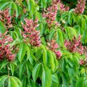 Native Plants, Native Shrubs, Alabama Native Plant, Alabama Native Shrubs