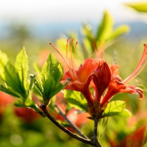 Native Plants, Native Shrubs, North Carolina Native Plant, North Carolina Native Shrubs, Sun Shrubs, Shade Shrubs, Evergreen Shrubs