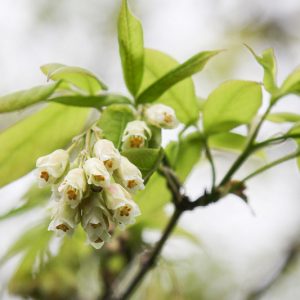 Native Plants, Native Perennials, Native Shrubs, Virginia Native Plant, Virginia Native Perennials, Virginia Native Shrubs