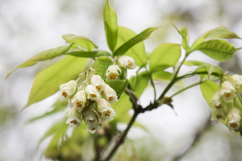 Native Plants, Native Perennials, Native Shrubs, Virginia Native Plant, Virginia Native Perennials, Virginia Native Shrubs
