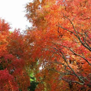 Native Plants, Native Trees, North Carolina Native Plant, North Carolina Native Trees, Sun Trees, Shade Trees, Evergreen Trees