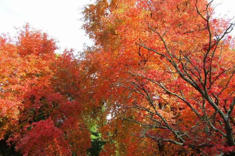 Native Plants, Native Trees, North Carolina Native Plant, North Carolina Native Trees, Sun Trees, Shade Trees, Evergreen Trees