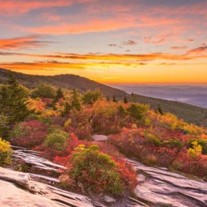 Native Plants, Native Trees, North Carolina Native Plant, North Carolina Native Trees, Sun Trees, Shade Trees, Evergreen Trees
