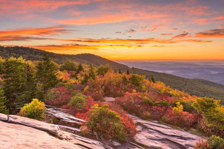 Native Plants, Native Trees, North Carolina Native Plant, North Carolina Native Trees, Sun Trees, Shade Trees, Evergreen Trees