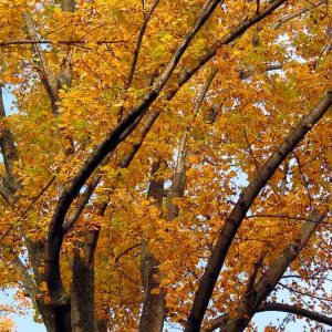 Native Plants, Native Perennials, Native Trees, Virginia Native Plant, Virginia Native Perennials, Virginia Native Trees