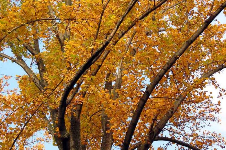 Native Plants, Native Perennials, Native Trees, Virginia Native Plant, Virginia Native Perennials, Virginia Native Trees