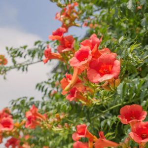 Native Plants, Native Vines, Alabama Native Vines, Alabama Native Climbers