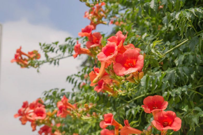 Native Plants, Native Vines, Alabama Native Vines, Alabama Native Climbers