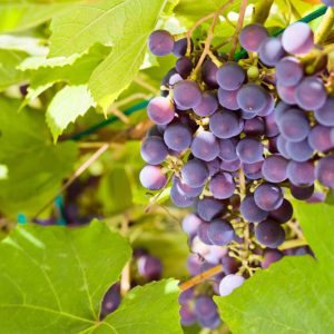 Native Plants, Native Vines, North Carolina Native Vines, North Carolina Native Climbers