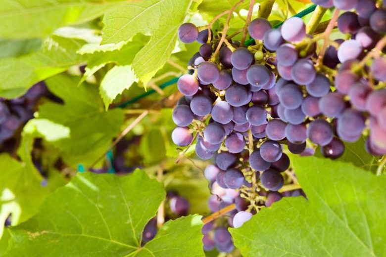 Native Plants, Native Vines, North Carolina Native Vines, North Carolina Native Climbers