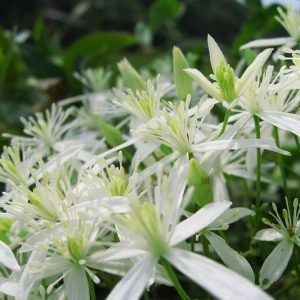 Native Plants, Native Vines, South Carolina Native Vines, South Carolina Native Climbers