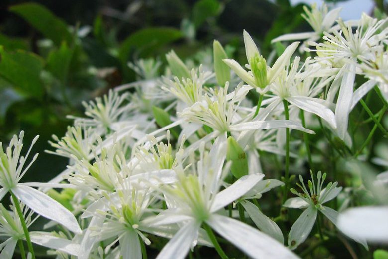 Native Plants, Native Vines, South Carolina Native Vines, South Carolina Native Climbers