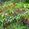 Native Plants, Native Perennials, Native Vines, Virginia Native Plant, Virginia Native Perennials, Virginia Native Ferns, Sun Perennials, Sun Vines