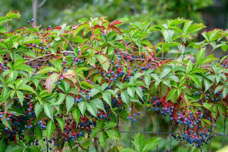 Native Plants, Native Perennials, Native Vines, Virginia Native Plant, Virginia Native Perennials, Virginia Native Ferns, Sun Perennials, Sun Vines