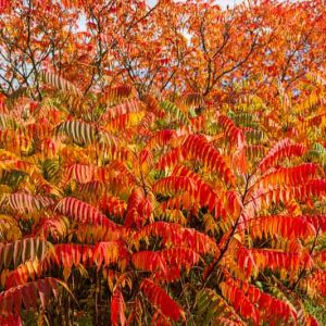 Native Plants, Native Deciduous Shrubs, North Carolina Native Shrubs, Dry Sites, Dry Gardens