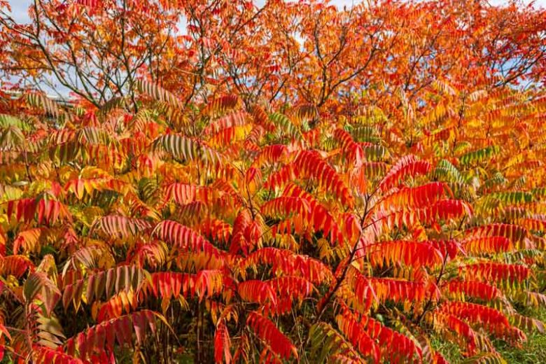 Native Plants, Native Deciduous Shrubs, North Carolina Native Shrubs, Dry Sites, Dry Gardens