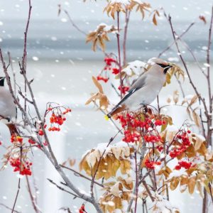 Native Plants, Native Deciduous Shrubs, North Carolina Native Shrubs, Shrubs Wildlife, Birds