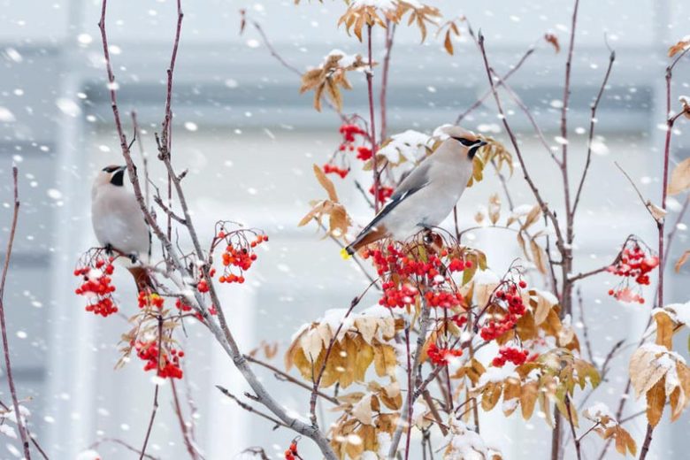 Native Plants, Native Deciduous Shrubs, North Carolina Native Shrubs, Shrubs Wildlife, Birds