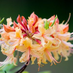Native Plants, Native Deciduous Shrubs, North Carolina Native Shrubs, Showy Flowers, Show Fruits,