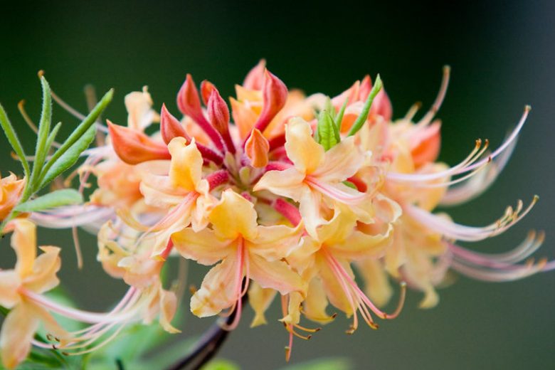 Native Plants, Native Deciduous Shrubs, North Carolina Native Shrubs, Showy Flowers, Show Fruits,