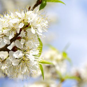 Native Plants, Native Deciduous Trees, North Carolina Native Trees, Dry Sites, Dry Gardens