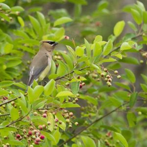 Native Plants, Native Deciduous Trees, North Carolina Native Trees, Trees Wildlife, Birds