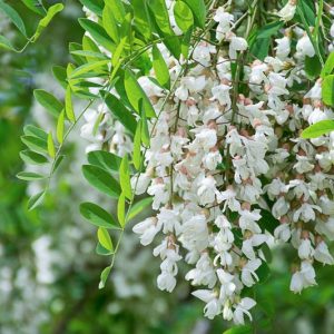 Native Plants, Native Deciduous Trees, North Carolina Native Trees, Showy Flowers, Show Fruits,