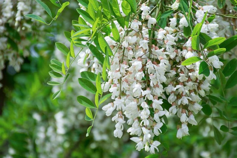 Native Plants, Native Deciduous Trees, North Carolina Native Trees, Showy Flowers, Show Fruits,