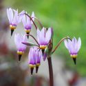 Native Plants, Native Perennials, Native Annuals, Alabama Native Plant, Alabama Native Perennials, Alabama Native Annuals