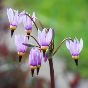 Native Plants, Native Perennials, Native Annuals, Alabama Native Plant, Alabama Native Perennials, Alabama Native Annuals