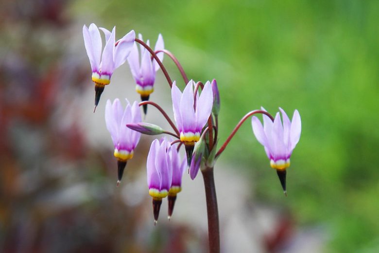 Native Plants, Native Perennials, Native Annuals, Alabama Native Plant, Alabama Native Perennials, Alabama Native Annuals