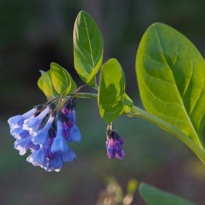Native Plants, Native Perennials, Native Annuals, Virginia Native Plant, Virginia Native Perennials, Virginia Native Annuals, Shade Perennials, Shade Annuals