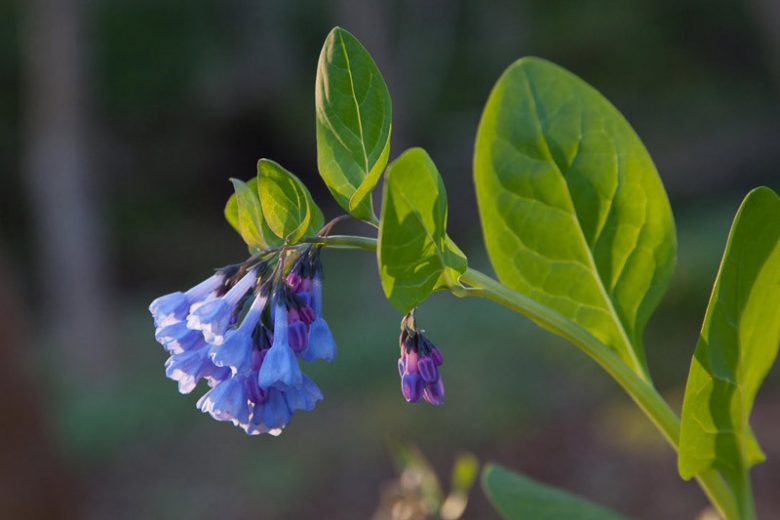 Native Plants, Native Perennials, Native Annuals, Virginia Native Plant, Virginia Native Perennials, Virginia Native Annuals, Shade Perennials, Shade Annuals