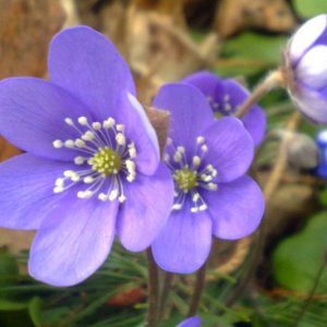 Native Plants, Native Perennials, Native Annuals, South Carolina Native Plant, South Carolina Native Perennials, South Carolina Native Annuals, Shade Perennials, Shade Annuals