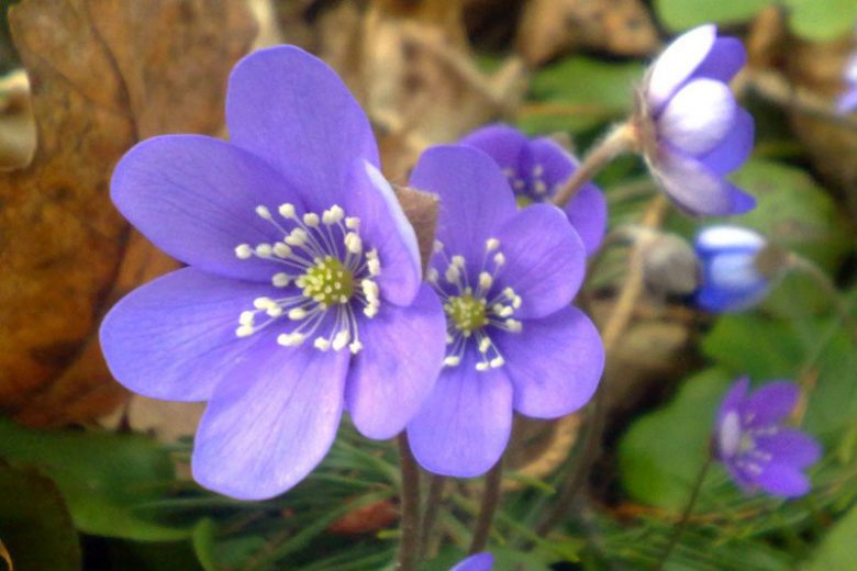 Native Plants, Native Perennials, Native Annuals, South Carolina Native Plant, South Carolina Native Perennials, South Carolina Native Annuals, Shade Perennials, Shade Annuals
