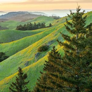 Native Plants, Native Perennials, Native Shade Perennials, California Native Plant, California Native Perennials, California Shade Perennials
