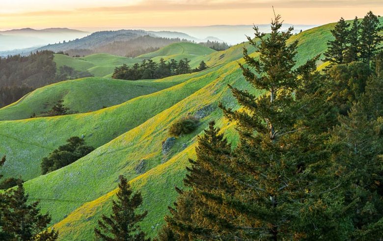 Native Plants, Native Perennials, Native Shade Perennials, California Native Plant, California Native Perennials, California Shade Perennials