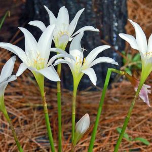 Native Plants, Native Perennials, Native Shade Perennials, Florida Native Plant, Florida Native Perennials, Florida Shade Perennials