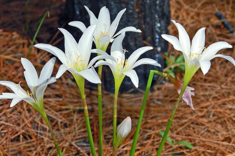 Native Plants, Native Perennials, Native Shade Perennials, Florida Native Plant, Florida Native Perennials, Florida Shade Perennials
