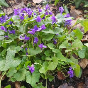 Native Plants, Native Perennials, Native Shade Perennials, Florida Native Plant, Florida Native Perennials, Florida Shade Perennials