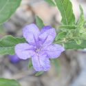 Native Plants, Native Perennials, Native Shade Perennials, Florida Native Plant, Florida Native Perennials, Florida Shade Perennials