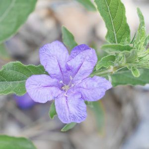 Native Plants, Native Perennials, Native Shade Perennials, Florida Native Plant, Florida Native Perennials, Florida Shade Perennials